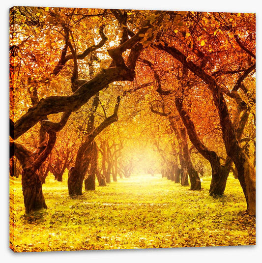 Autumn tree tunnel