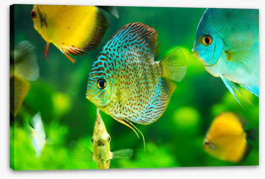 Fish / Aquatic