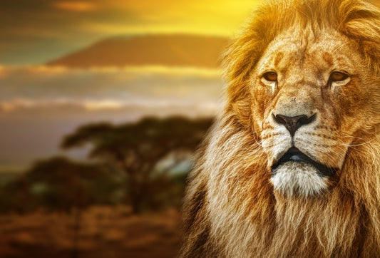 Mount Kilimanjaro lion