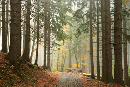 Path through the conifers