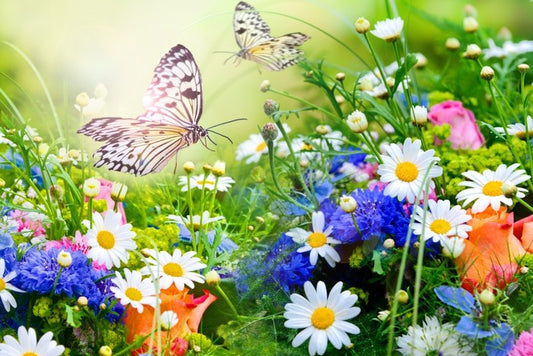 Butterfly paradise