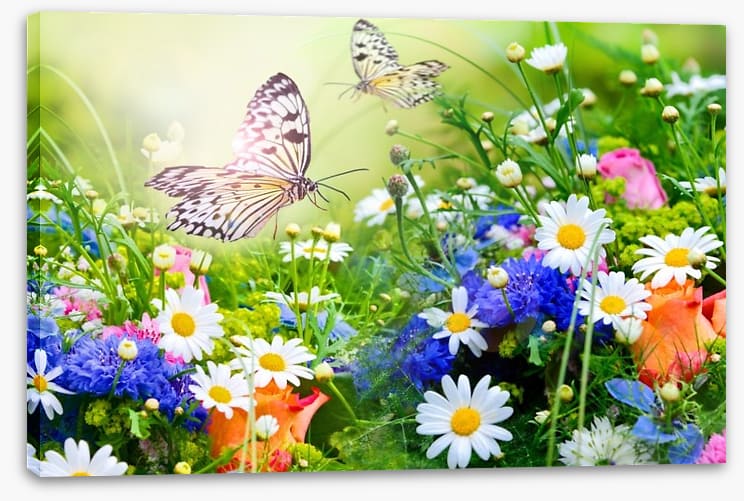 Butterfly paradise