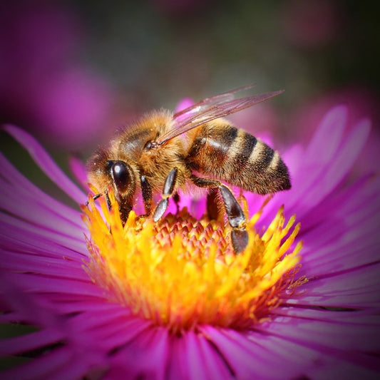 Insects