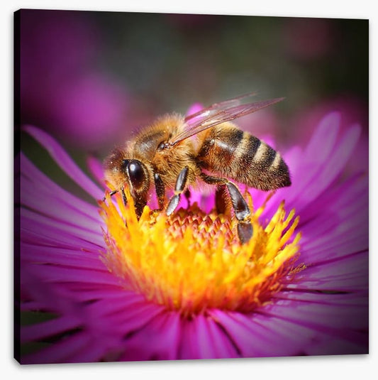 Insects