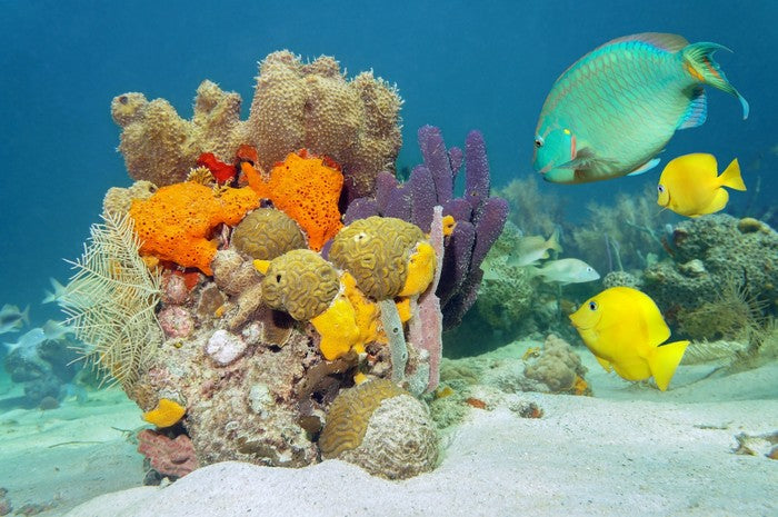 Underwater