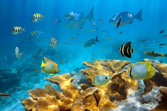 Elkhorn coral life