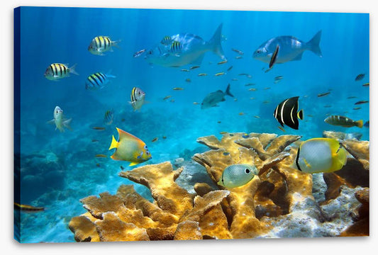 Elkhorn coral life