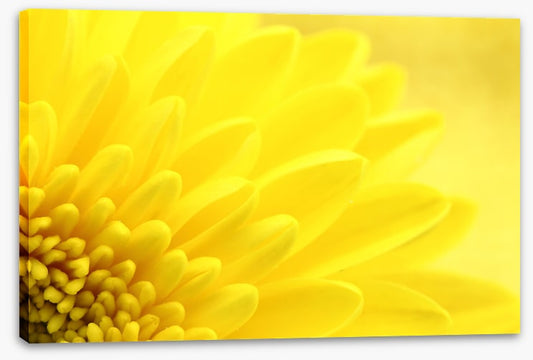 Yellow chrysanthemum petals