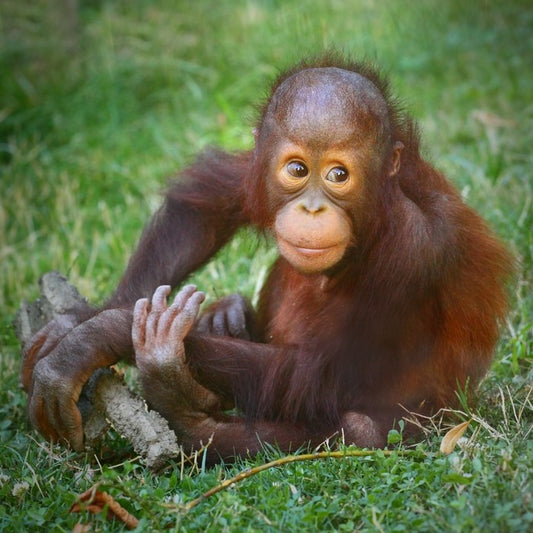 Orangutan baby