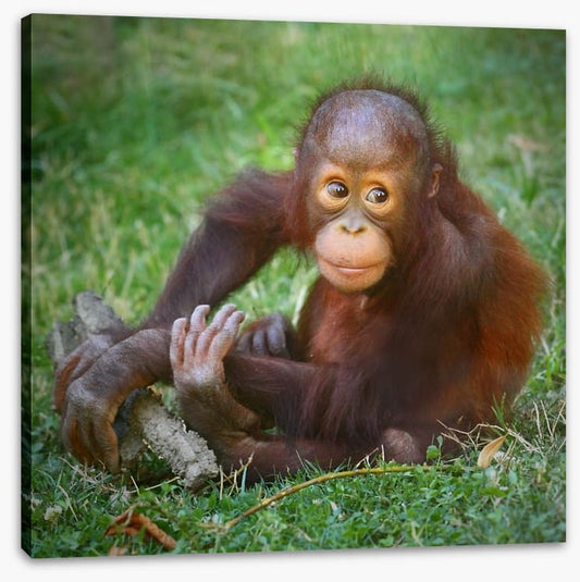 Orangutan baby