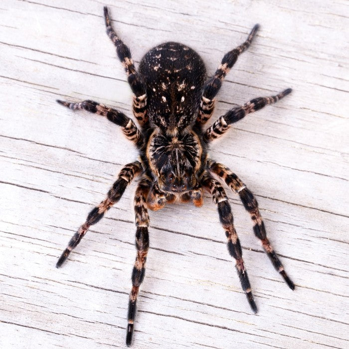 Insects