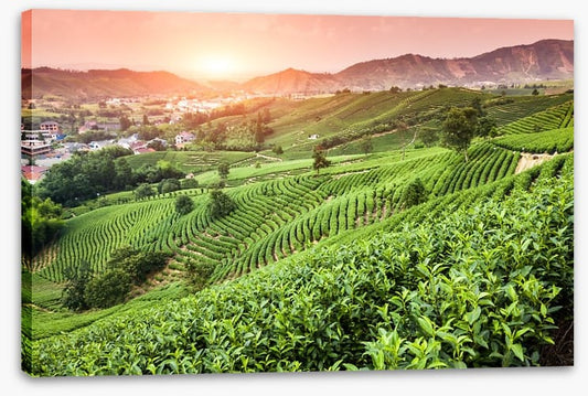Green tea garden