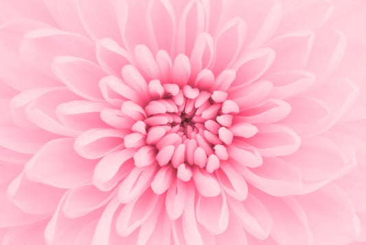 Pink chrysanthemum petals