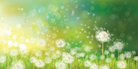 Dandelion wishes