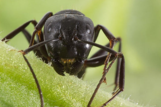 Insects