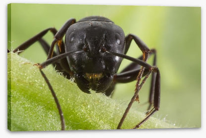 Insects
