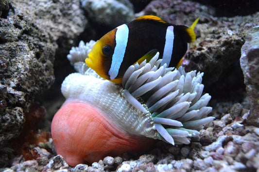 Fish / Aquatic
