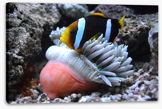 Fish / Aquatic