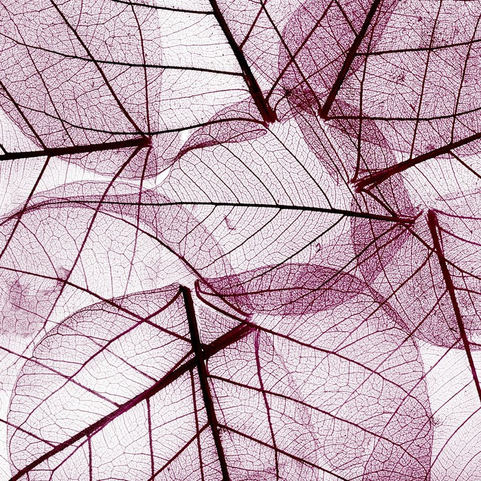 Fallen leaves