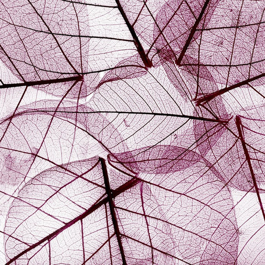 Fallen leaves