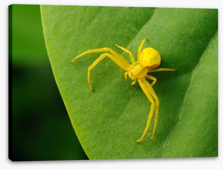 Insects