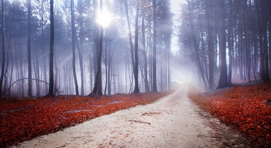 Misty forest drive