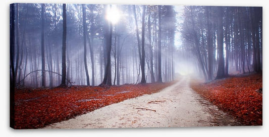 Misty forest drive