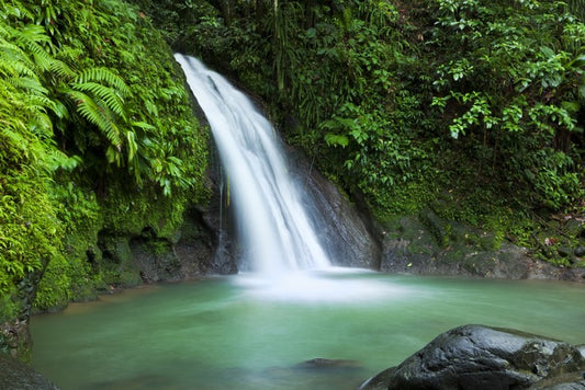 Rainforest cascades