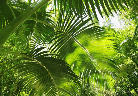 Jungle palms