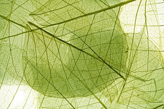 Transparent leaves