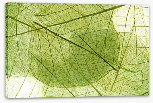 Transparent leaves