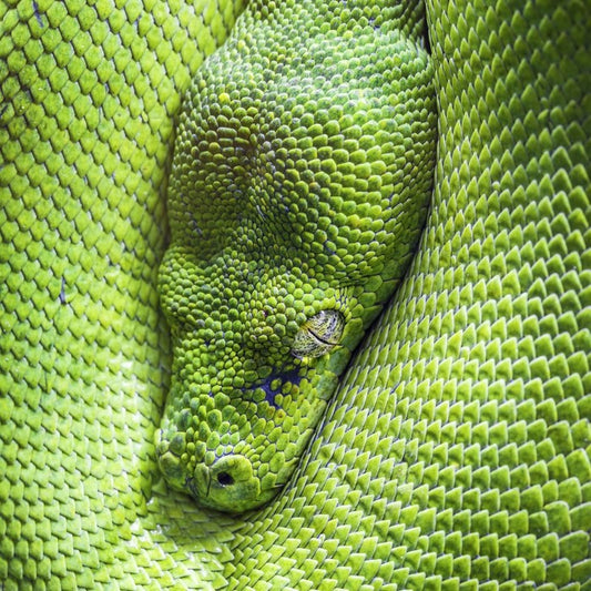 Reptiles / Amphibian