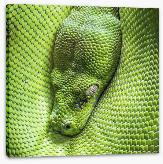 Reptiles / Amphibian