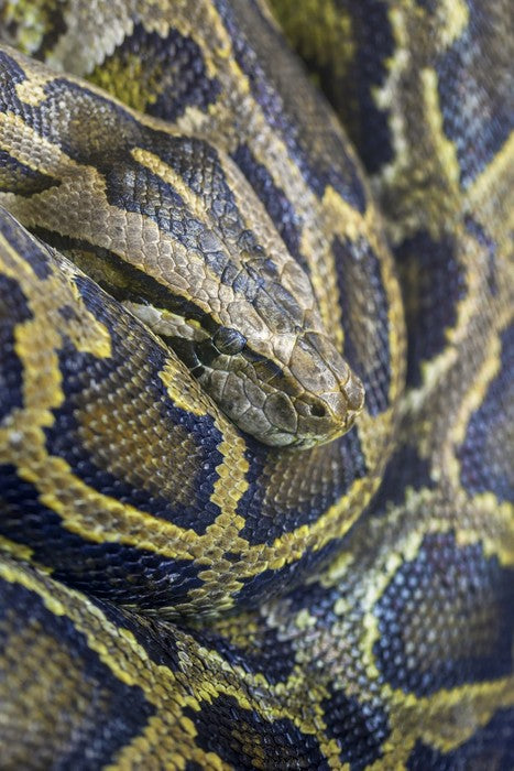 Reptiles / Amphibian