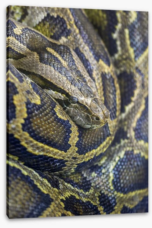 Reptiles / Amphibian