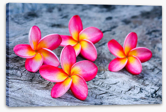 Frangipani four
