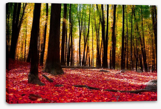 Autumn forest with golden light
