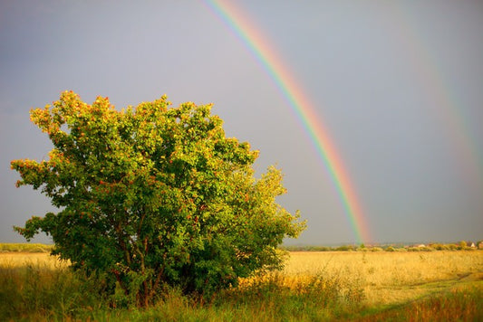 Rainbows