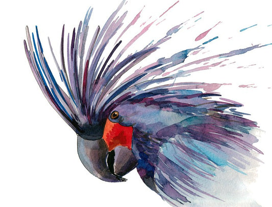 Cockatoo splash