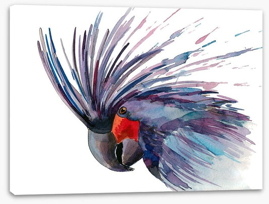 Cockatoo splash