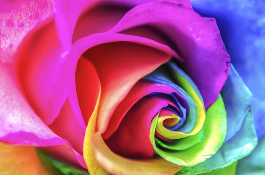 Vibrant rainbow rose