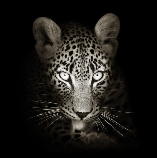 The intense leopard