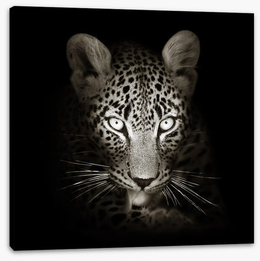 The intense leopard