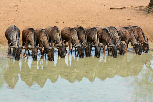 Mammals