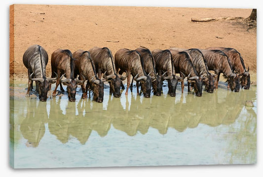 Mammals