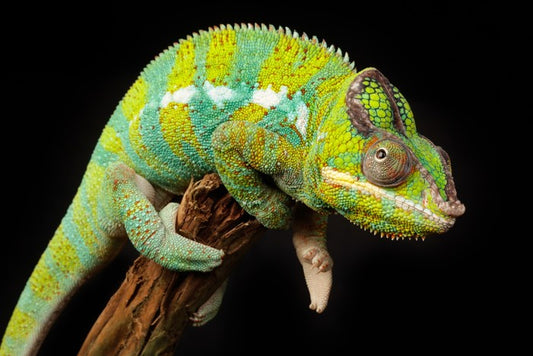 Reptiles / Amphibian