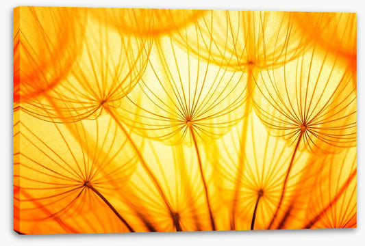 Dandelion delight