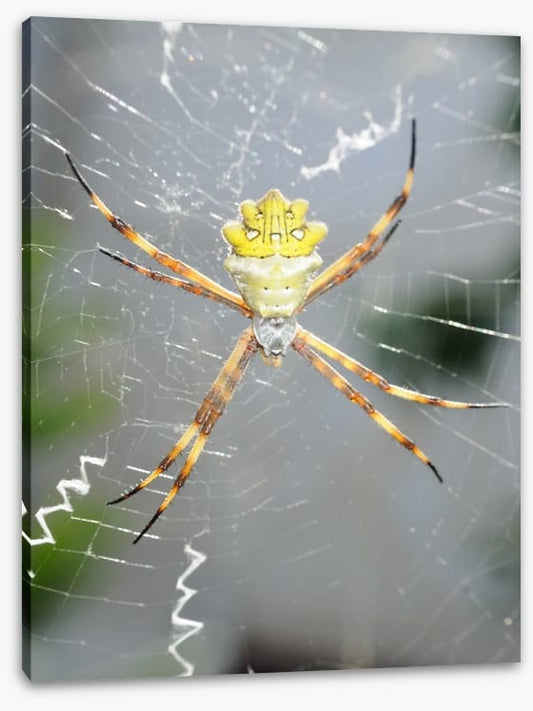 Insects