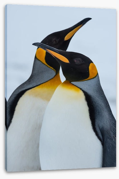 King Penguins cuddle