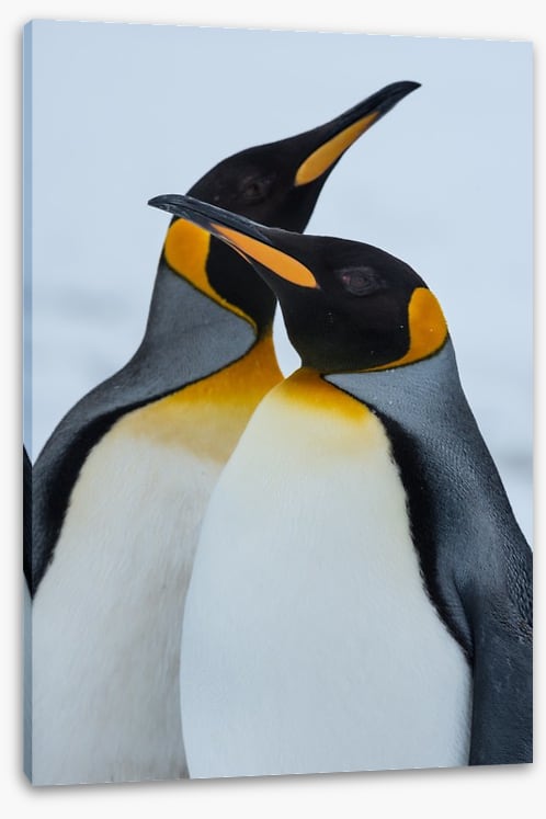King Penguins cuddle